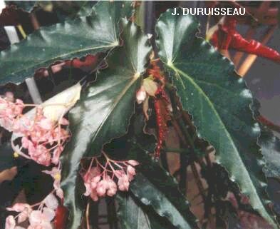 B. ‘Papillon’